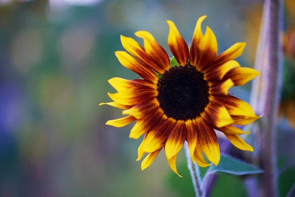 Decorative sunflower on a colored background.