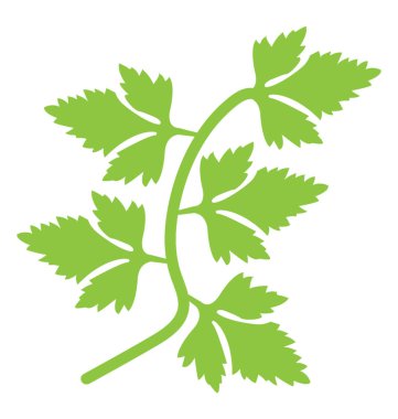 Yeşil yapraklı sebze corriander salata ve pişirme kullanılan