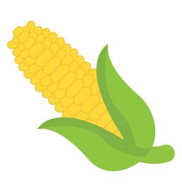 Bir mısır koçanı kulağı sebze ve tarım olgun hasat kavramı yeşil yaprakları ile 