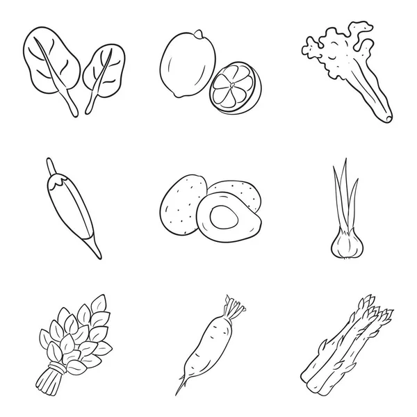 Пищевой Блоггер Стилист Создание Пищевого Сайта Натуральные Овощи Рисованные Векторы — стоковый вектор