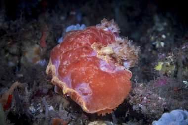 Hindistan cevizi ahtapot (Amphioctopus marginatus) gözler yakın çekim siyah arka plan