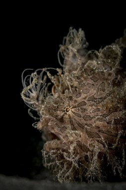 Kıllı Frogfish (Antennarius striatus) yakın çekim siyah arka plan