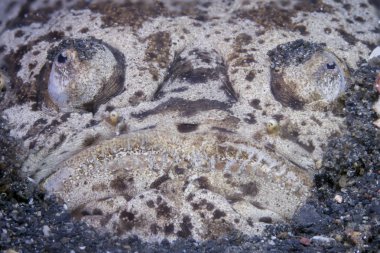 Hindistan cevizi ahtapot (Amphioctopus marginatus) gözler yakın çekim siyah arka plan