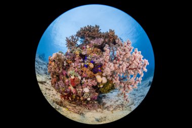 Reefscene Bangka Adası yumuşak mercan