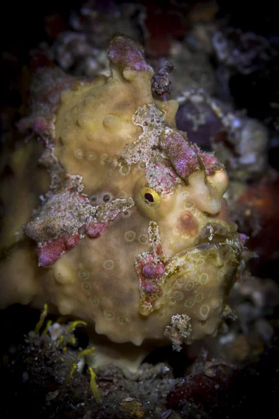 Warty frogfish (Gerres maculatus) — Stockfoto