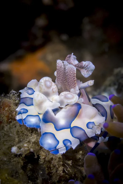 Harlequin shrimp (Hymenocera picta) portret — Stockfoto