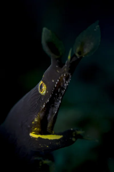 Retrato de enguia de fita preta e amarela — Fotografia de Stock