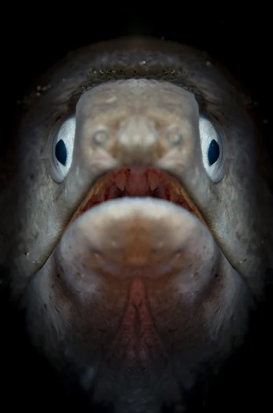 Wit eyed moray eel close-up — Stockfoto