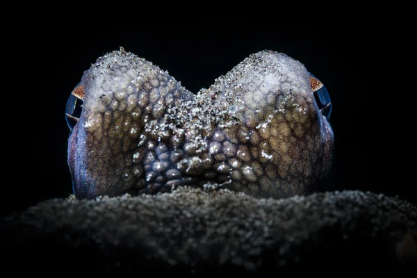 Polvo de coco (Amphioctopus marginatus) olhos close-up fundo preto — Fotografia de Stock