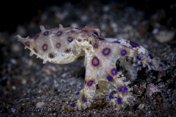Kokosový chobotnice (Amphioctopus marginatus) oči detail černé pozadí — Stock fotografie