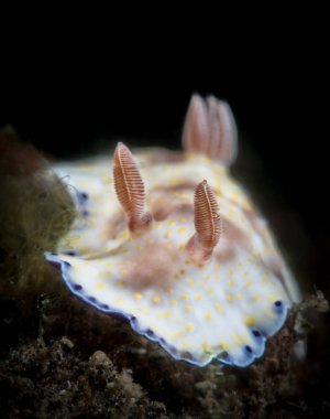 Chromodoris rufomaculata portre