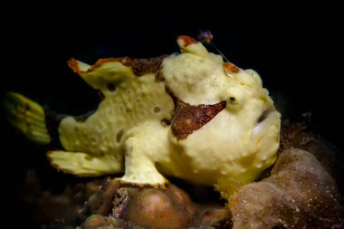 Coconut octopus (Amphioctopus marginatus) eyes close-up black background clipart