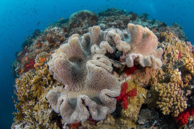 Hindistan cevizi ahtapot (Amphioctopus marginatus) gözler yakın çekim siyah arka plan
