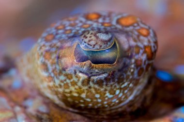 Hindistan cevizi ahtapot (Amphioctopus marginatus) gözler yakın çekim siyah arka plan