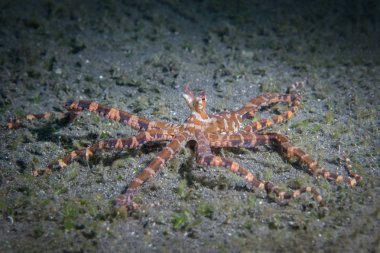 Hindistan cevizi ahtapot (Amphioctopus marginatus) gözler yakın çekim siyah arka plan
