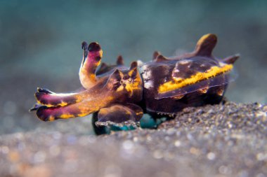 Lembeh içinde gösterişli mürekkep balığı