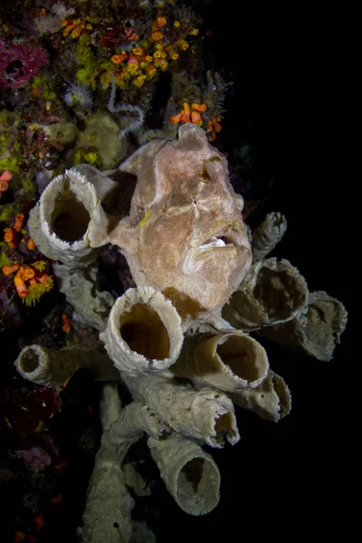 Kokosnoot octopus (Amphioctopus marginatus) ogen close-up zwarte achtergrond — Stockfoto