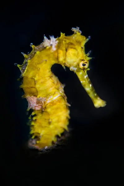 Yellow Seahorse portrét s černým pozadím — Stock fotografie