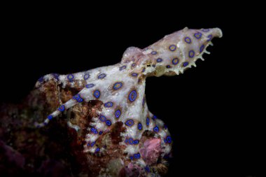 Mavi halkalı ahtapot (Hapalochlaena sp.)