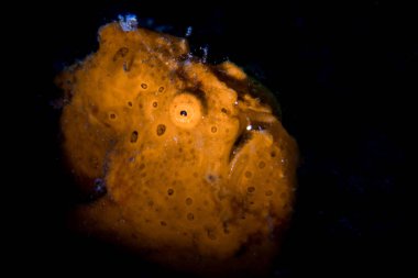 Painted Frogfish (Antennarius pictus) in Lembeh Strait clipart