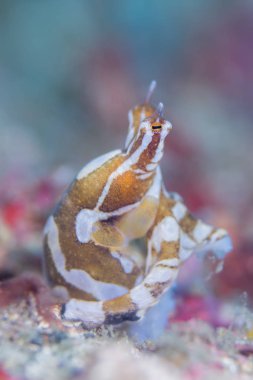 Wunderpus photogenicus ahtapot