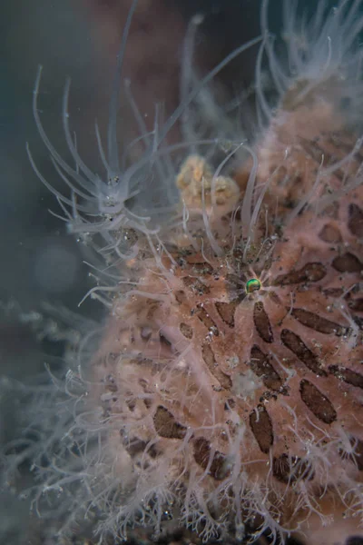 Chlupatá Frogfish portrét — Stock fotografie