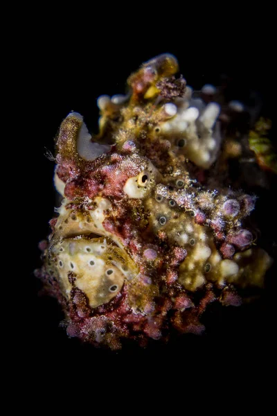 Bradavčitý Frogfish portrét — Stock fotografie