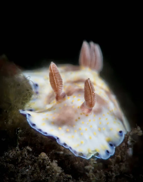 Chromodoris rufomaculata slak in Lembeh — Stockfoto