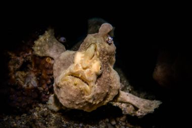 Antennarius pictus - frogfish boyalı