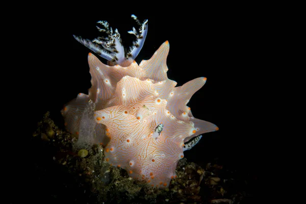 Halgerda batangas nudibranch в Лембе — стоковое фото