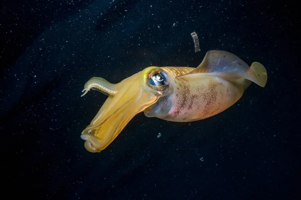 Rif inktvis in de buurt van het oppervlak in Lembeh — Stockfoto