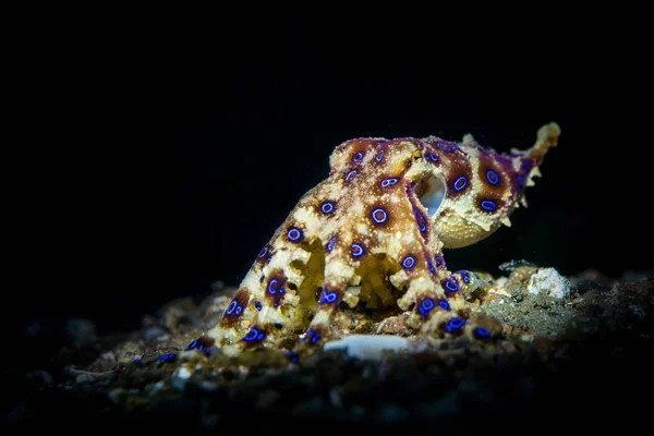 Blauwgeringde Octopus rusten op zand — Stockfoto
