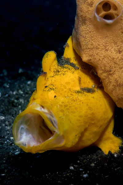 Oranje geschilderd Frogfish geeuwen — Stockfoto