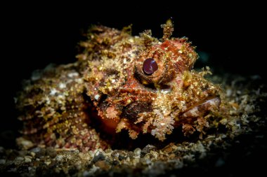 Scorpionfish yakın çekim