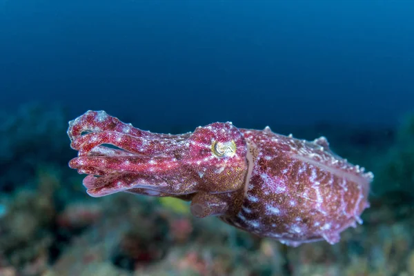 Cuttlefish pigmeu com fundo de água azul — Fotografia de Stock