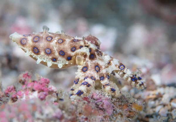 Blauwgeringde Octopus bokeh rusten op zand — Stockfoto