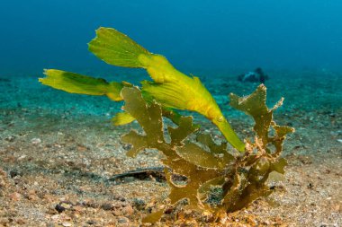 Hayalet-pipefishes Lembeh içinde çifti