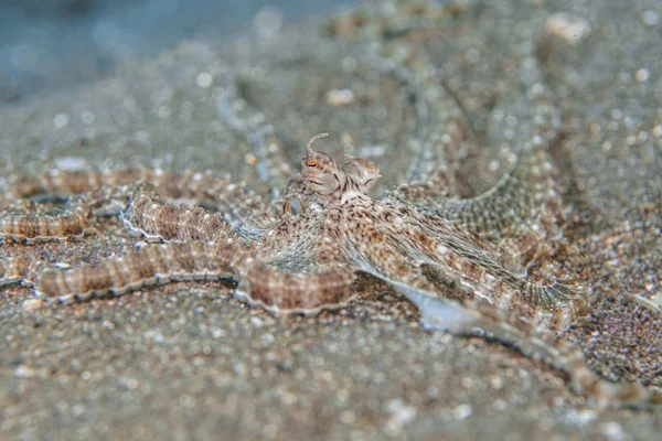 Bootsen Octopus (Thaumoctopus mimicus) in de Lembeh Strait — Stockfoto