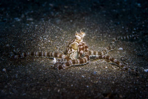 レンベ海峡のタコ (Thaumoctopus mimicus) を模倣します。 — ストック写真