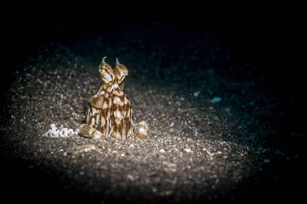 レンベ海峡のタコ (Thaumoctopus mimicus) を模倣します。 — ストック写真