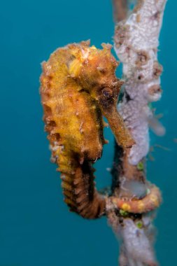 Bir sünger Lembeh Boğazı üzerinde turuncu deniz atı