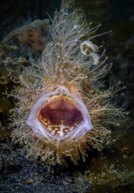 Lembeh Boğazı kıllı Frogfish