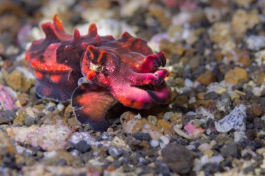 Lembeh Boğazı içinde gösterişli mürekkep balığı (Metasepia pfefferi)