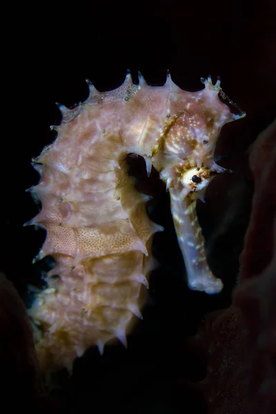 Seahorse (Hippocampus) in Lembeh Strait / Indonesië — Stockfoto