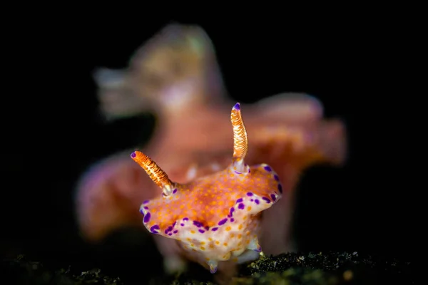 レンベ海峡の T-bar ウミウシ (ニシキウミウシ先) — ストック写真