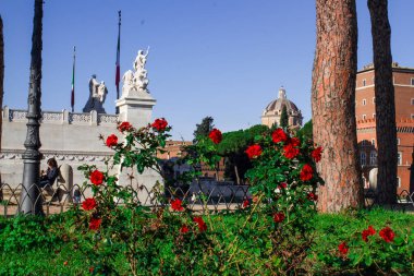 Roma. Roma 'daki Venedik Meydanı, Piazza Venezia. Güneşli bir günde kırmızı güller.