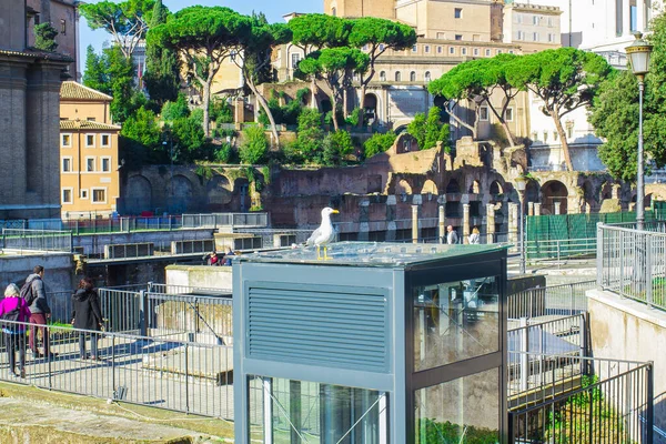 Rom Det Romerska Forumet Latin Forum Romanum Forum Centrum Antikens — Stockfoto