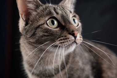 Kedi ağızlık yakın çekim. Arka plan koyu siyah doku duvar. Büyük kedi gözleri. Kedinin portre. Sürpriz, ilgimi bak. Şu baktı