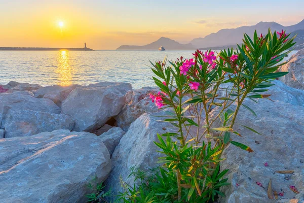 Seaside holidays. Pink flowers, sunset, lighthouse, ship, mountains. Mediterranean, adriatic landscape. Summer, rest, serenity