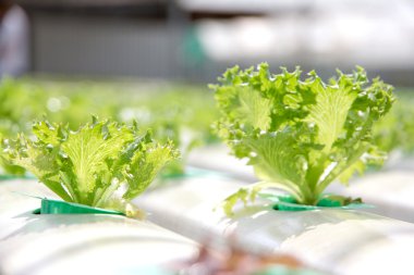 hydroponic sebze çiftliği